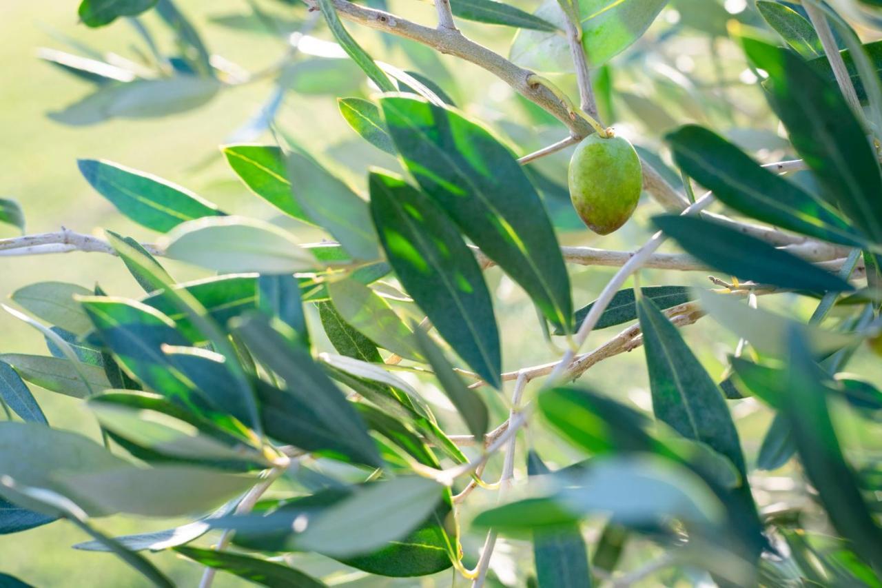 Agriturismo Terre Di Castiglione 카스틸리오네 델라 페스카이아 외부 사진